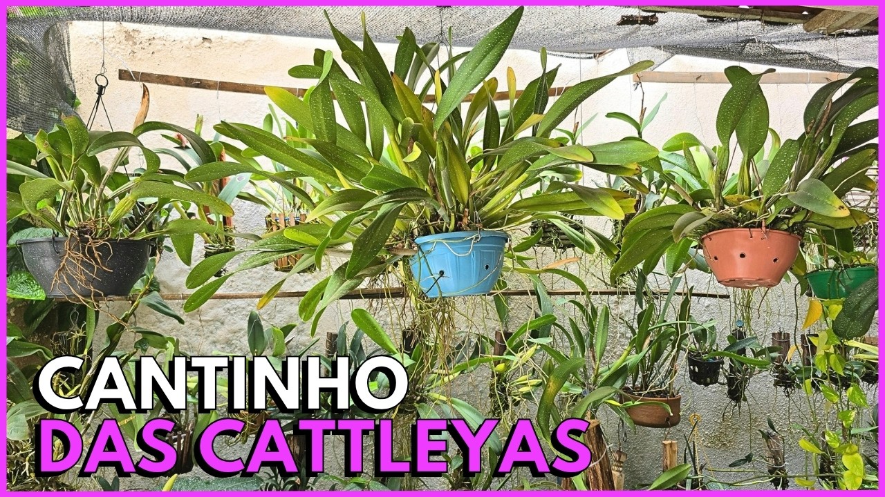 QUAL ALTURA E PORCENTAGEM DO SOMBRITE, A DISTÂNCIA DELE DAS CATTLEYAS E A DISTÂNCIA DELAS DO CHÃO☝️🌸