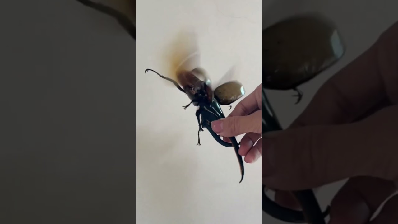 Top 5 Beetle Facts