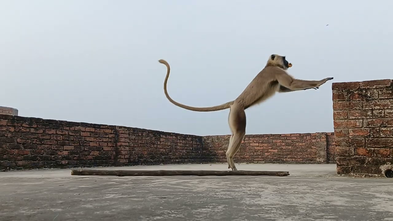 बंदरों के सरदार को देखकर भागना पड़ा@Rishisirvlogs