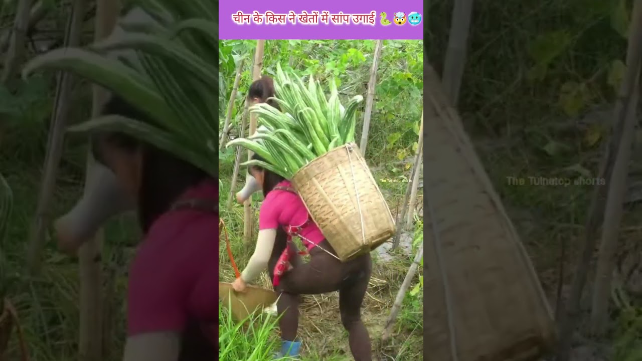 "Chinese farmer aab saamp ki kheti karne lage Hain"🐍🥶 