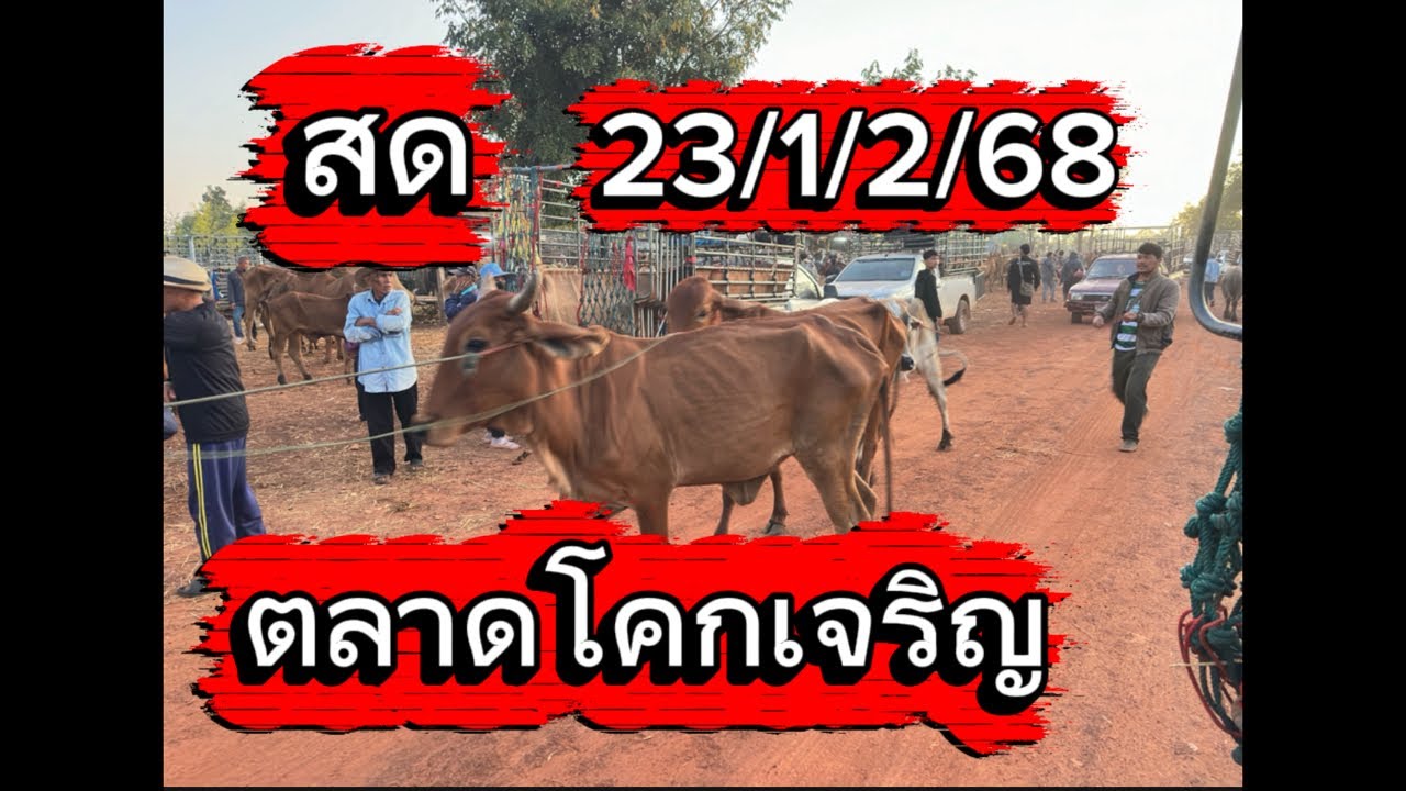 ชมบรรยากาศตลาดนัดโคกระบือโคกเจริญ อ.สว่าง จ.สกลนคร