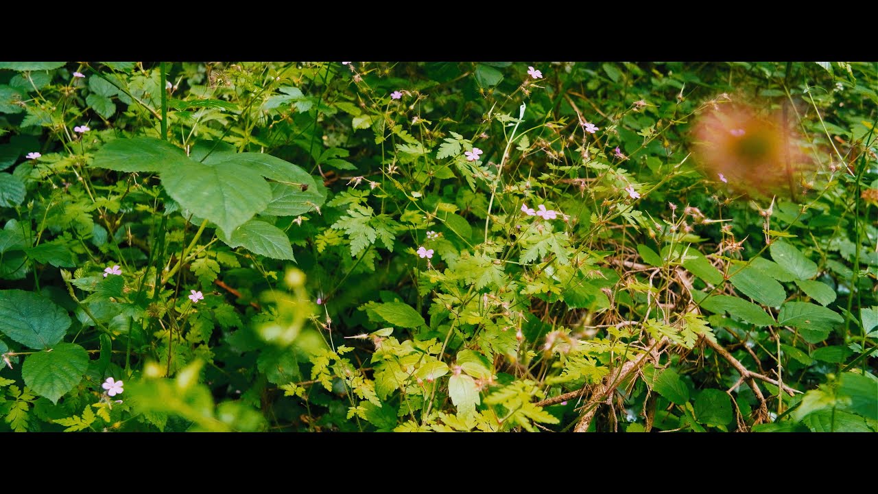 🥾 Balade en for&ecirc;t 4 - Yvelines