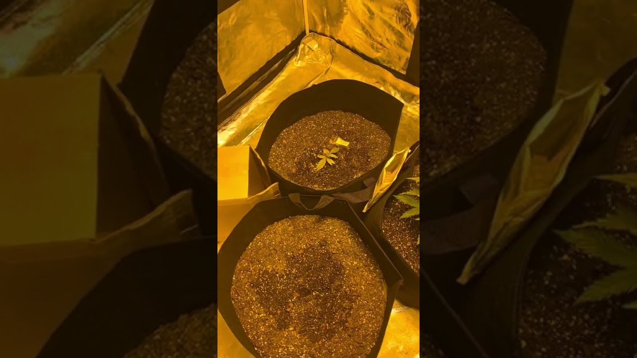 Auto seeds Diesel Berry and Dream Berry