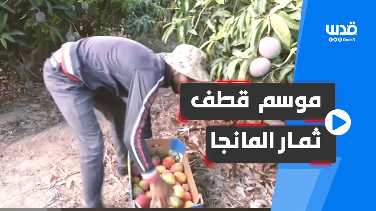 موسم قطف ثمار المانجا في غزة.