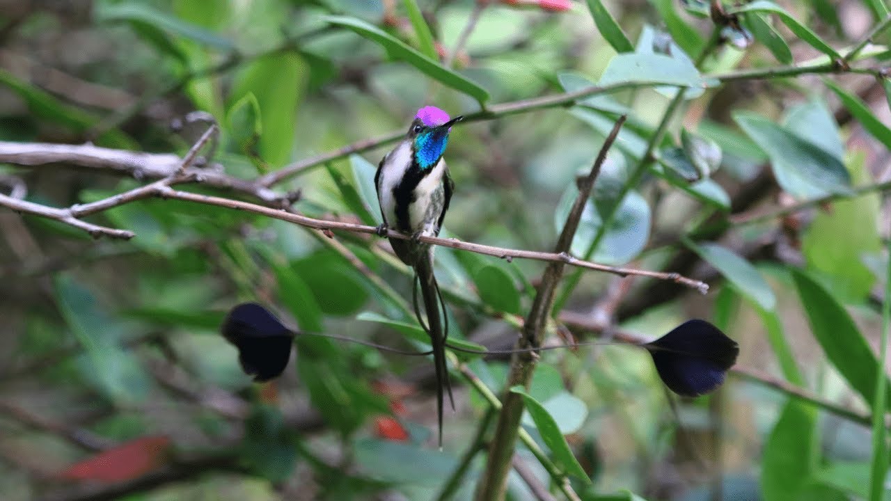 BIRDING NORTHERN PERU: MARVELOUS SPATULETAIL & WILDLIFE PHOTOGRAPHY TOUR |BIRDING PERU TRIPS