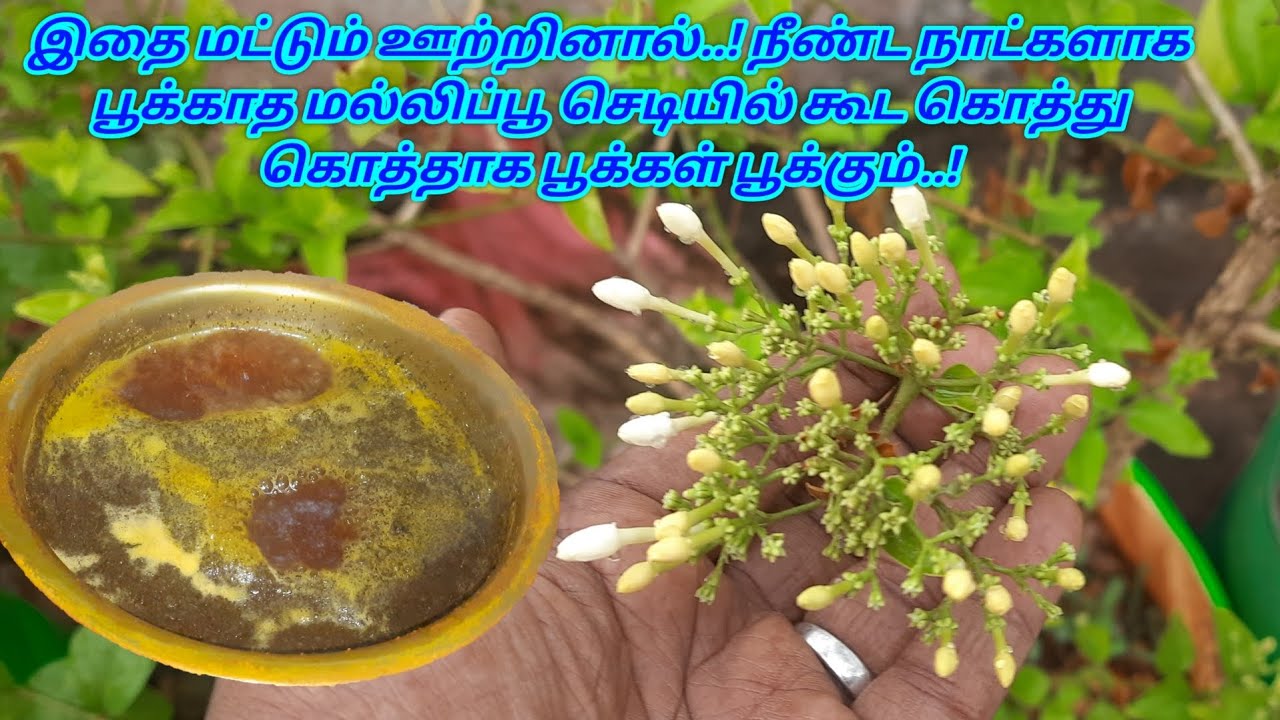 இதை மட்டும் ஊற்றினால் நீண்ட நாட்களாக பூக்காத மல்லிப்பூ செடி கூட கொத்து கொத்தாக பூக்கள் பூக்கும்..!