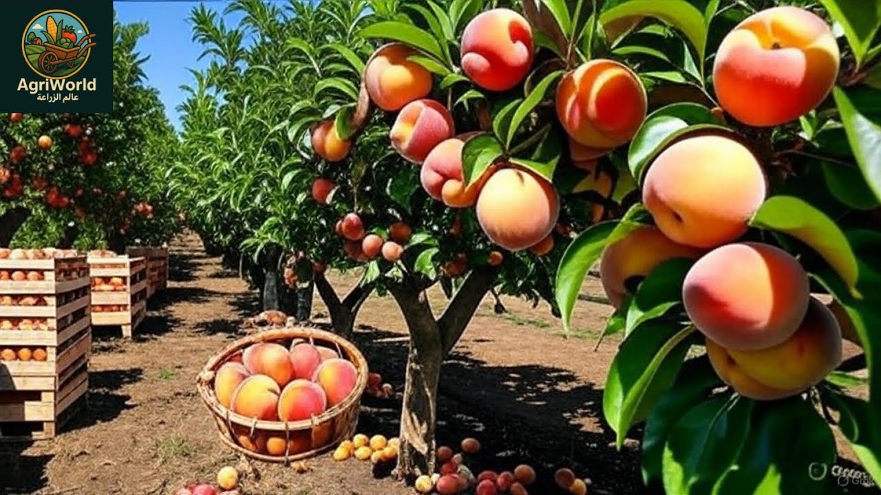 في 100 ثانية فقط زراعة و حصاد الخوخ | Peach Harvesting