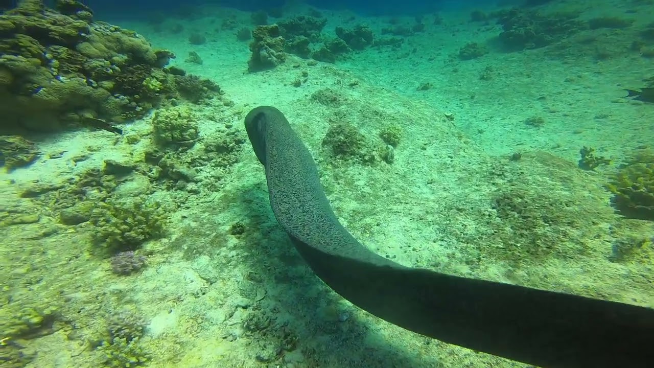 Moray eel @HurghadaFishing @CBCEgypt