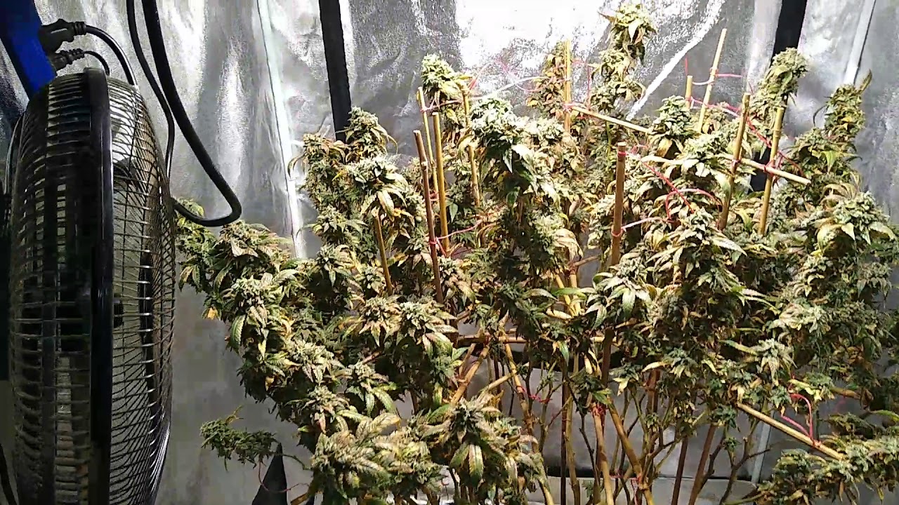 Deathstar 315cmh Stay Tuned!