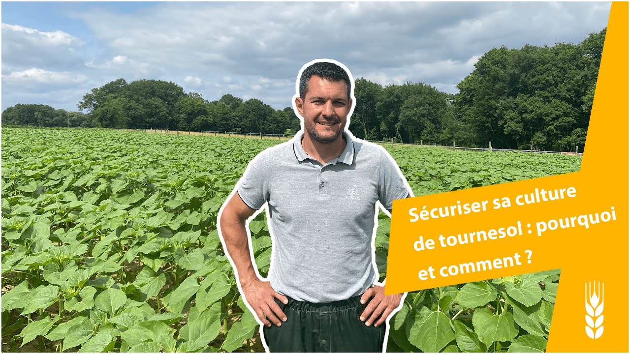 Sécuriser sa culture de tournesol : pourquoi et comment ?
