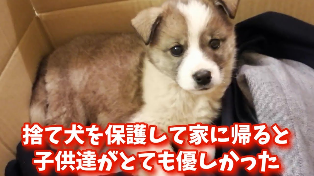 【運命】保護犬の子犬が家にやって来た！子供達のお出迎え