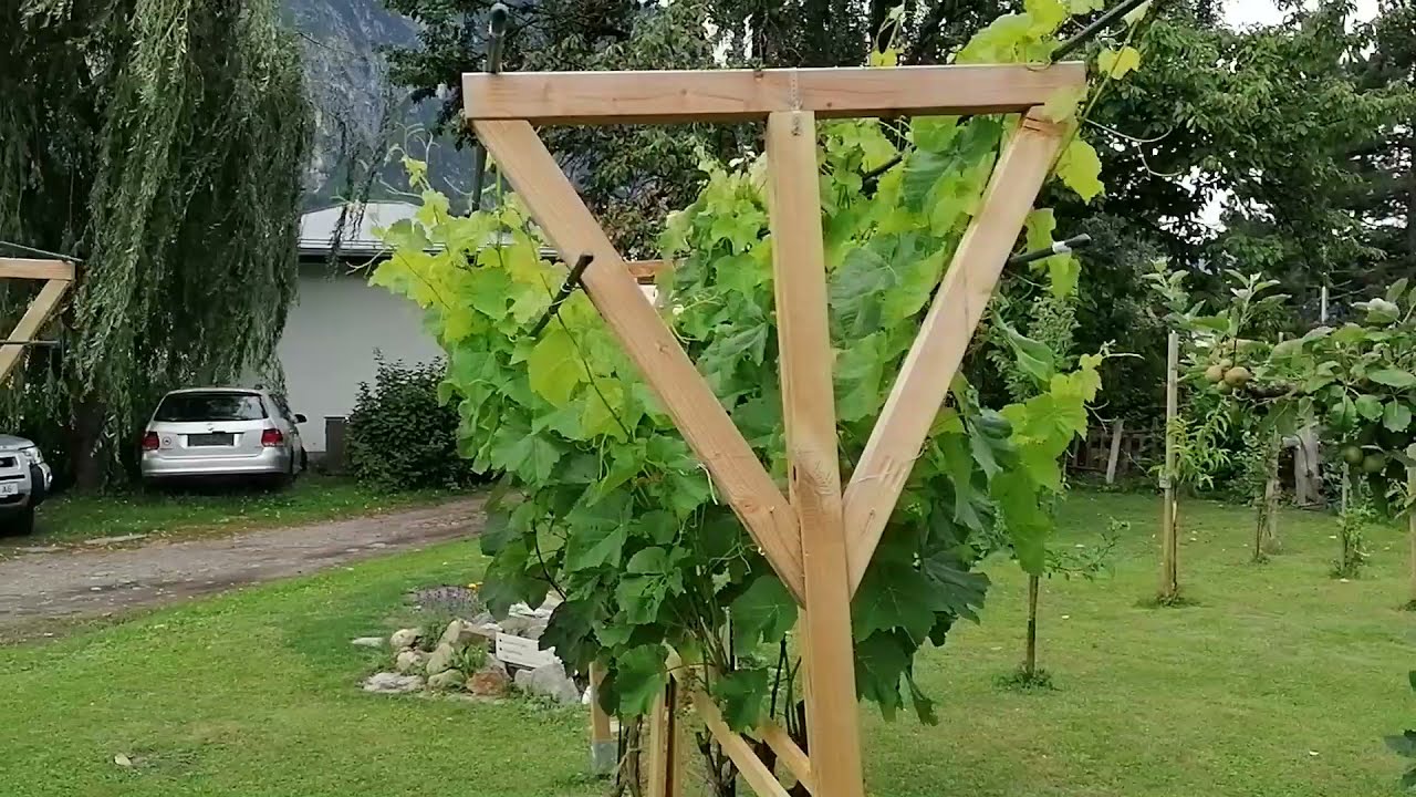 5 Tipps zur Pflege der Laubwand bei Weintrauben im Hausgarten