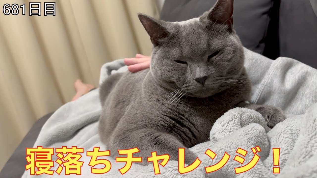 【スコ猫トト君】寝落ちチャレンジ！！！トト君をお腹の上で眠らせることはできるのか！？