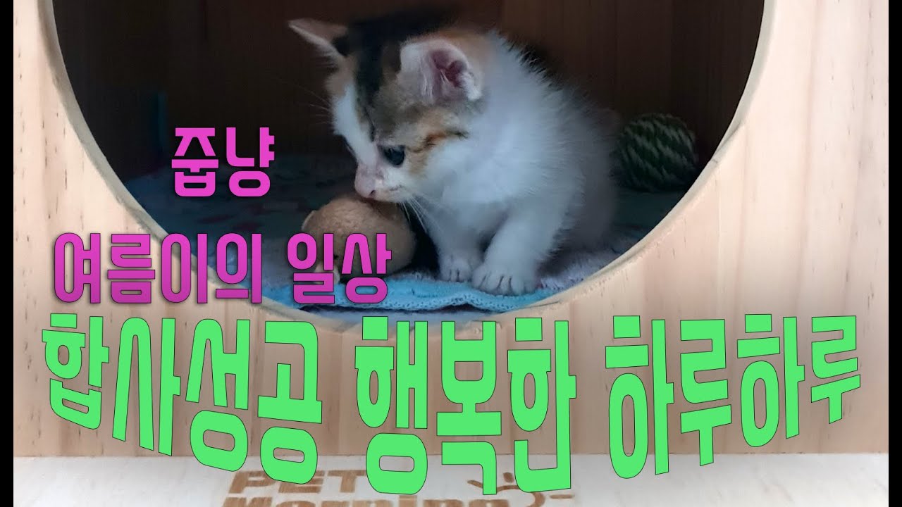 #합사성공, #행복한하루하루, #오빠야잘부탁해, #냥줍11일차