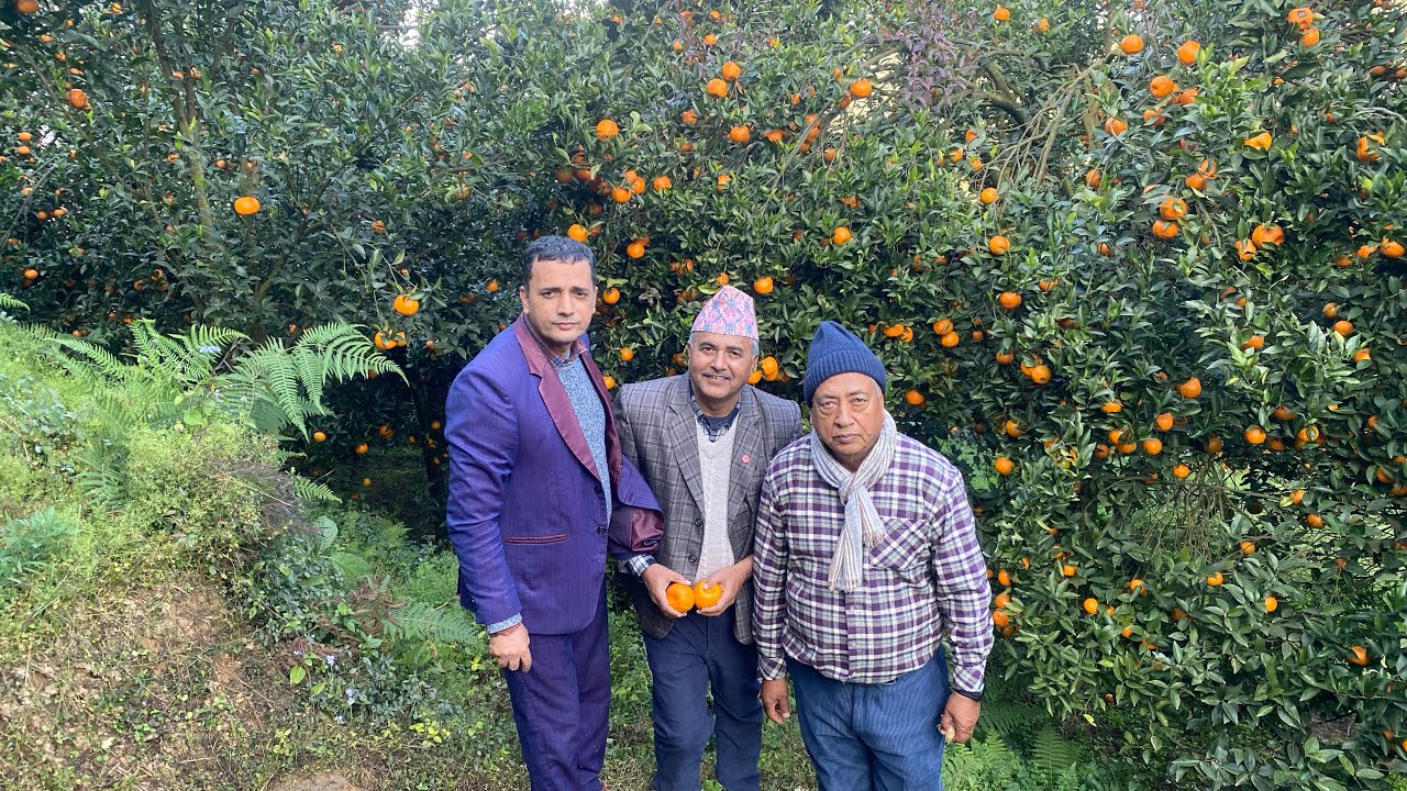 Orange नेतादेखि सुन्तला किसानसम्म: वार्षिक करोडौँ कमाउने विश्वबहादुरको 'स्वर्ग' जस्तो बगैँचा!