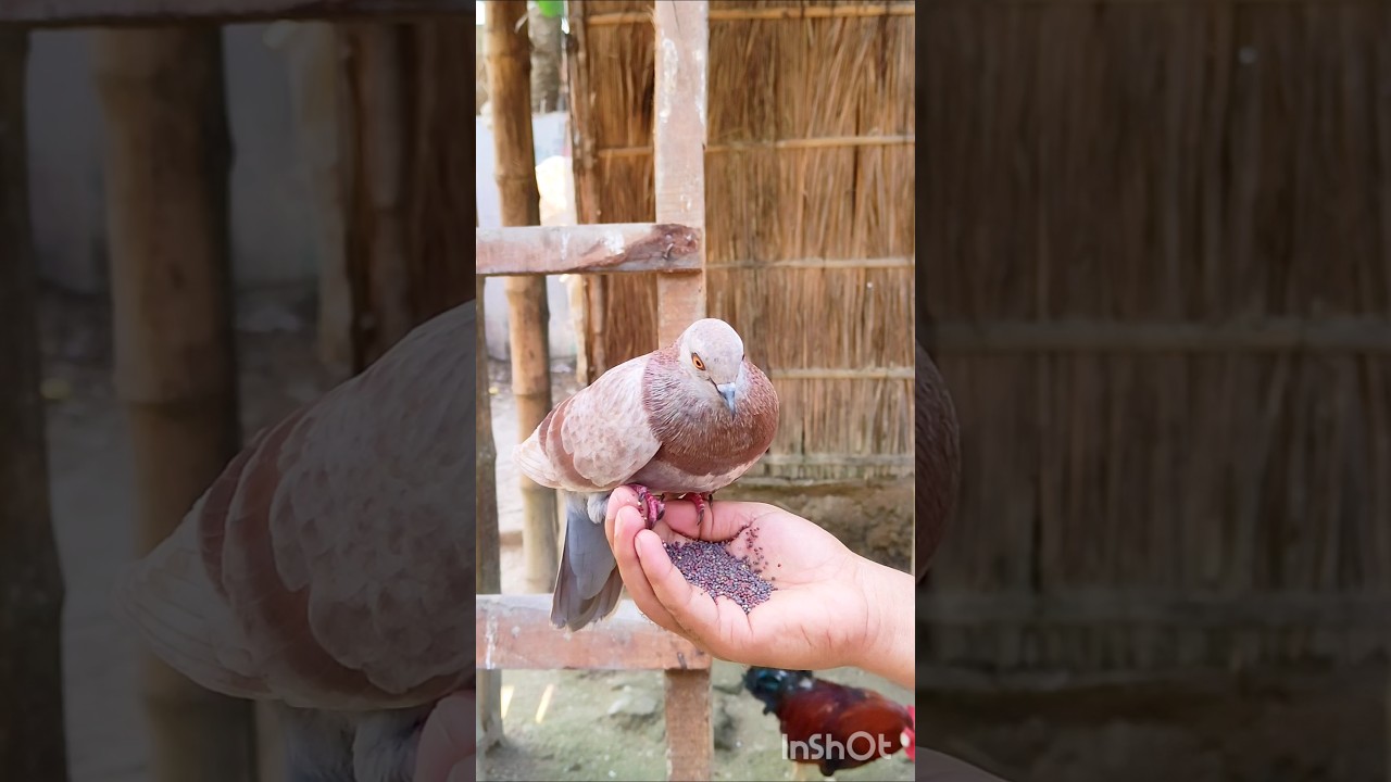 My pet pigeon like to eat from my hand #pigeon #babypigeon #pigeonfeed #pigeonlover #racingpigeon