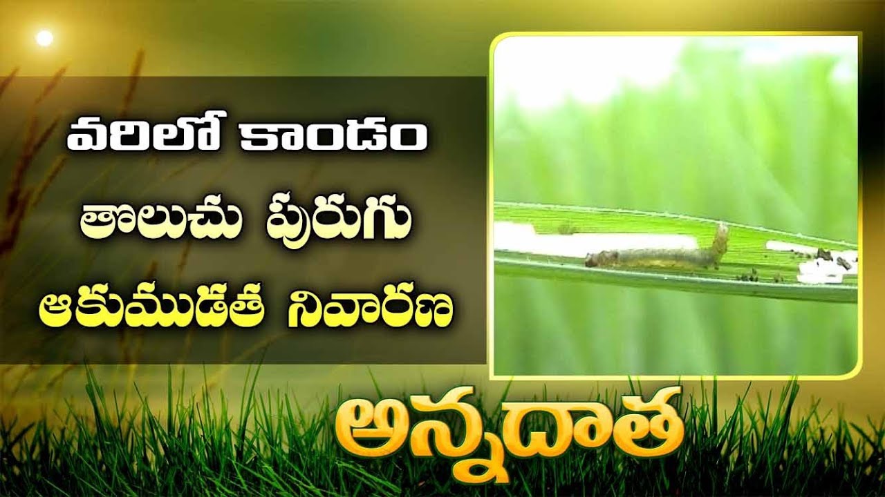 Stem Borer & Leaf Folder In Paddy
