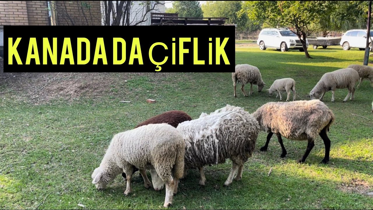 KANADA DA ÇİFLİK !!!!! 🇨🇦