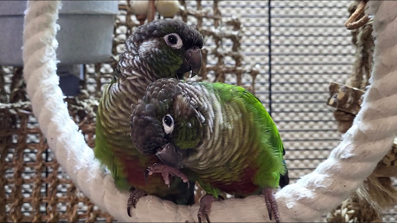 conure parakeet sounds for 7 hours