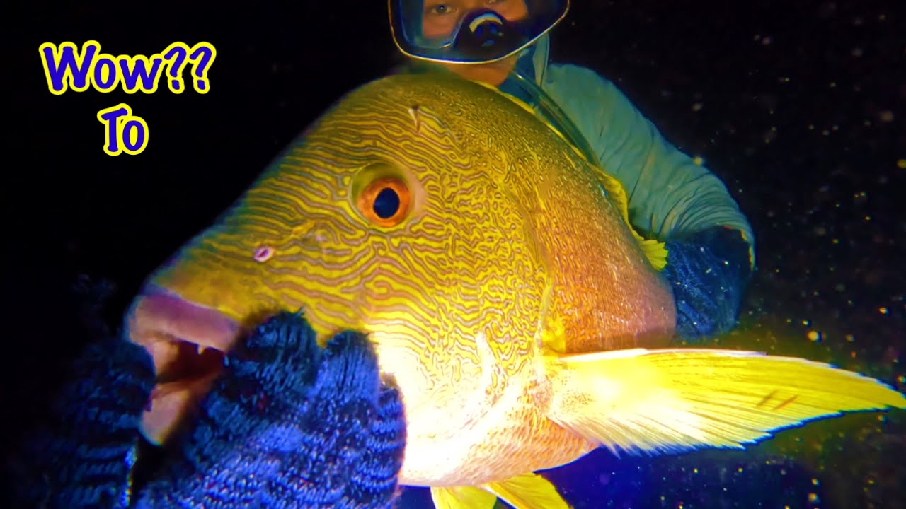 Nhiều Cá To Được Thu Phục Khi Lặn Ở Độ Sâu 10 Sải Tay | Lặn Biển Trường Sa (tập 26)