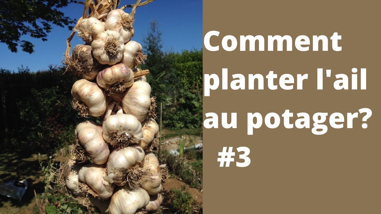 Comment planter de l'ail?