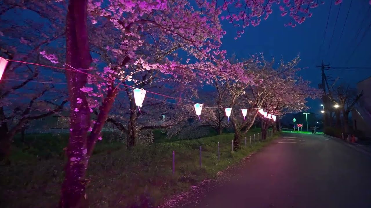4K・ Saitama Miyashiro night sakura walk・4K HDR