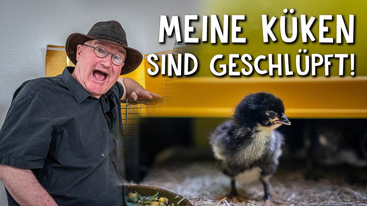 Nachwuchs im H&uuml;hnerstall! 🐣 - So werden K&uuml;ken in den ersten Tagen gehalten