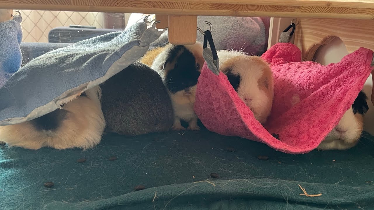 5 Meerschweinchen ruinieren meinen Teppich und ein Hund ist auch dabei 🫣