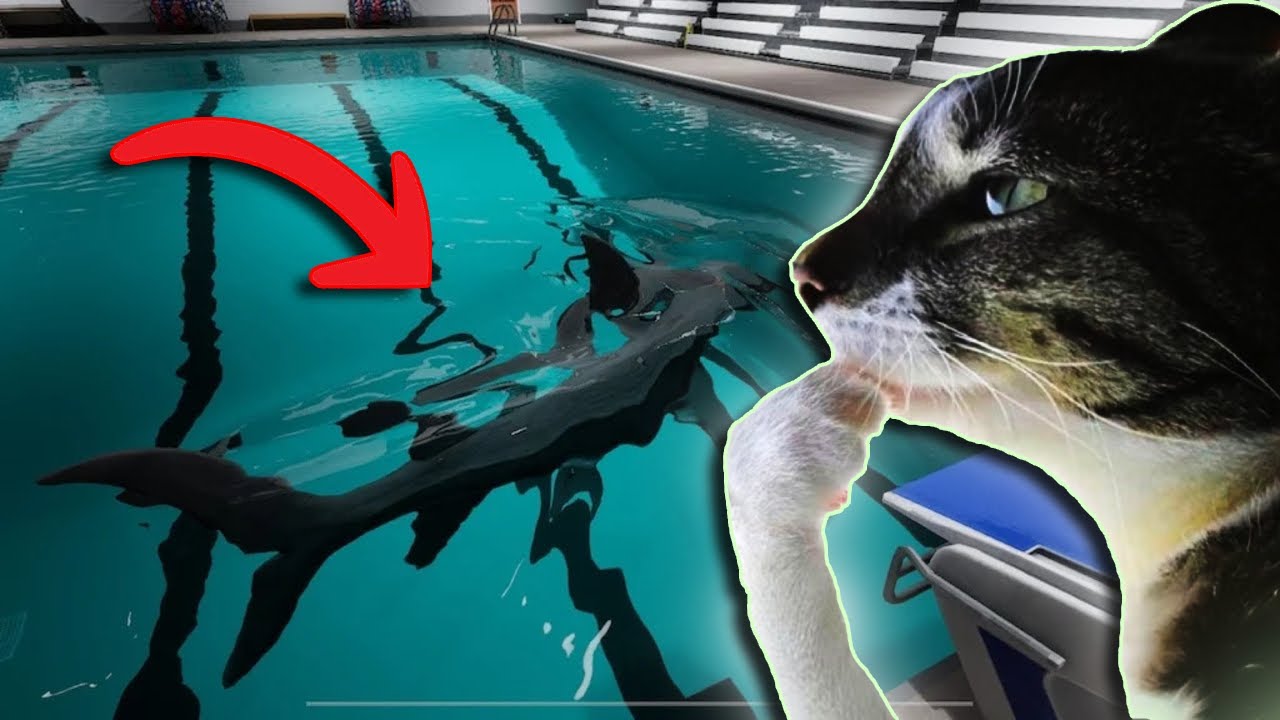 Cá Này Ăn Đc Ko? ( Shark And Minnows )