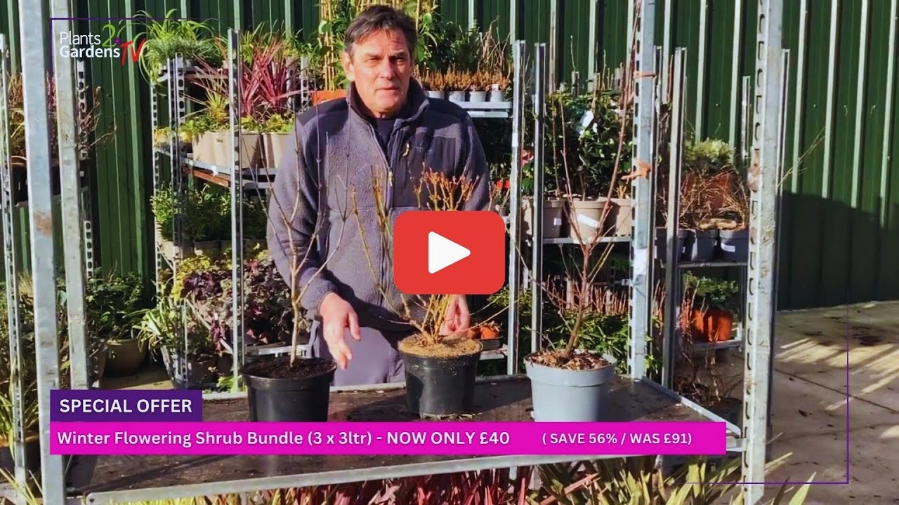 Winter Colour Sorted 🌼 3 Flowering Shrubs for £40 | Save 56% | Plants2Gardens