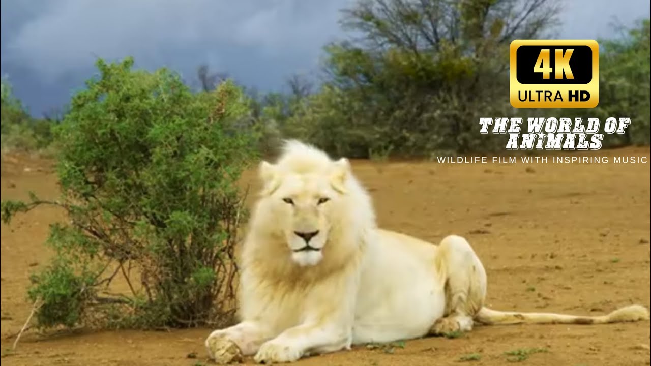 Discover Sambona Reserve: Wild White Lions in 4K HD