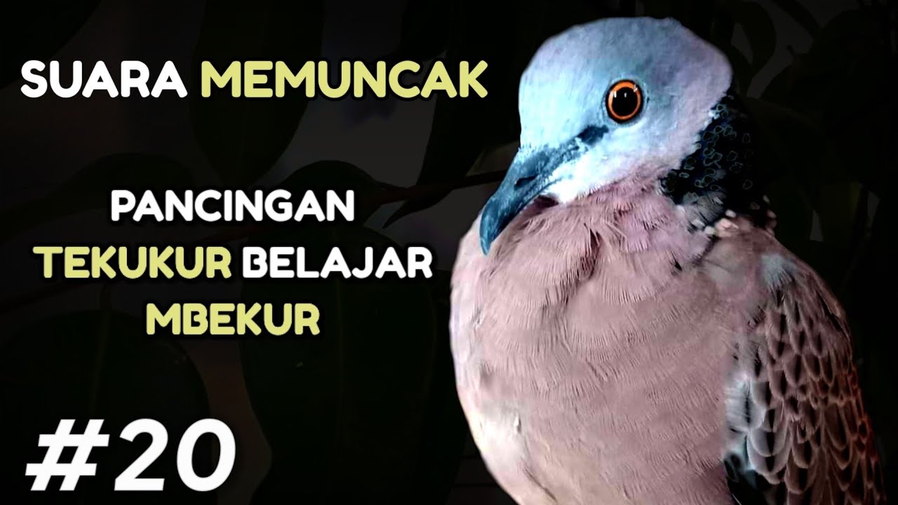 Suara Tekukur Memuncak Pancingan Tekukur Belajar Mbekur