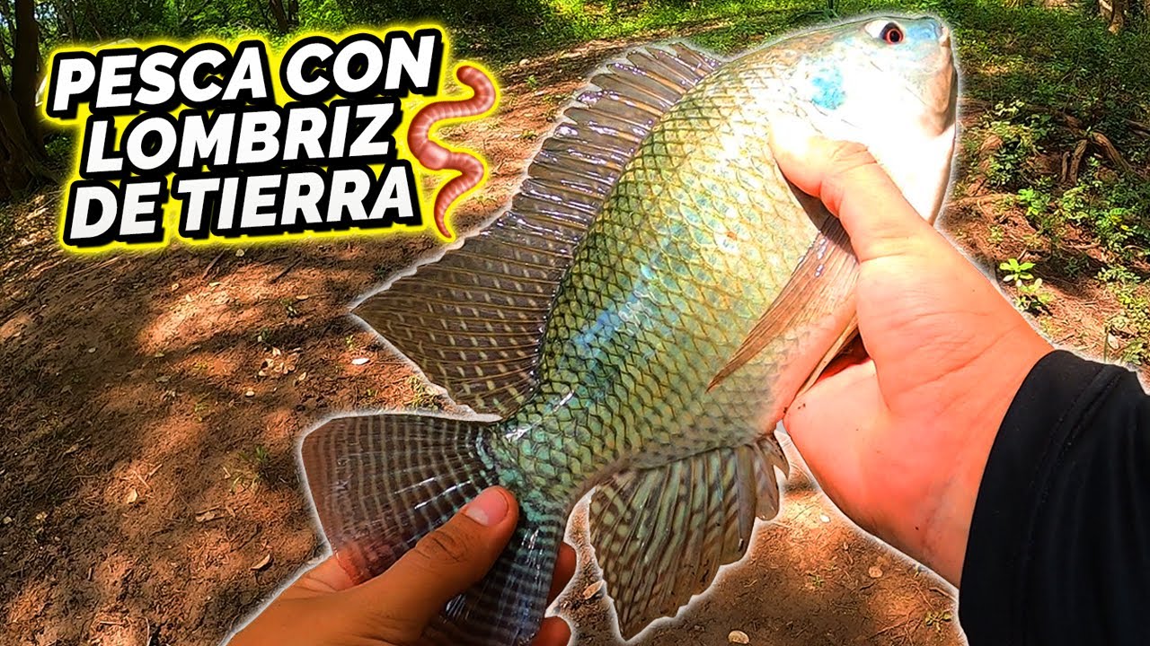 Cómo PESCAR con LOMBRIZ DE TIERRA | Muchas CAPTURAS! (Mojarra, Tilapia, Bluegill, Lobina)