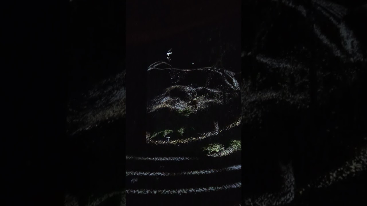 Visual representation of Echolocation by bats