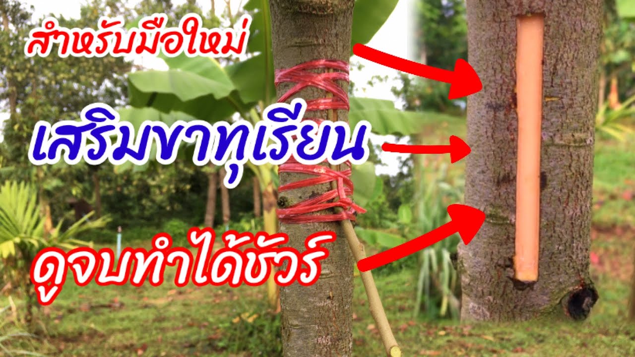Ep165เสริมขาทุเรียนแบบง่ายๆดูจบทำได้ชัวร์