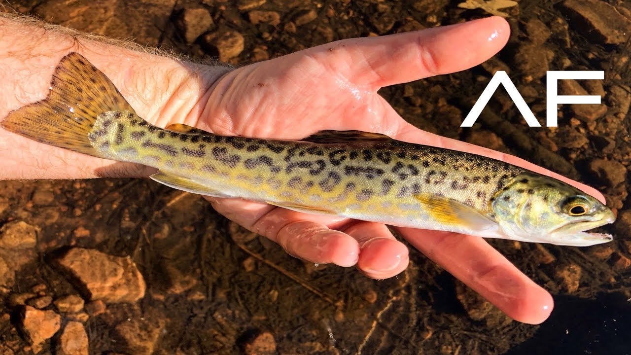 TIGER TROUT FISHING!!! WOODS CANYON LAKE, ARIZONA FISHING