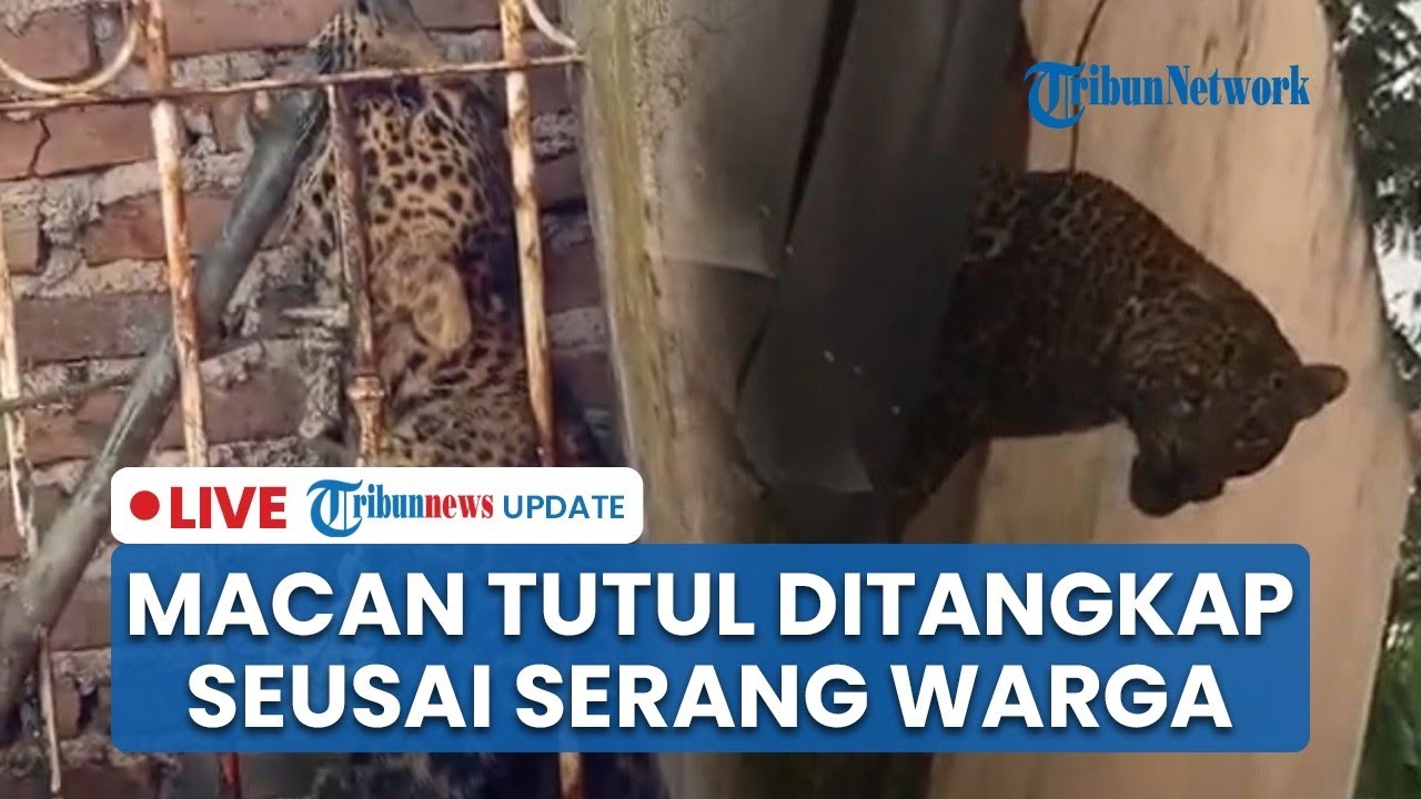 🔴LIVE: Macan Tutul Tiba-tiba Muncul di Permukiman Bandung, Sempat Serang Warga & Kini Diamankan