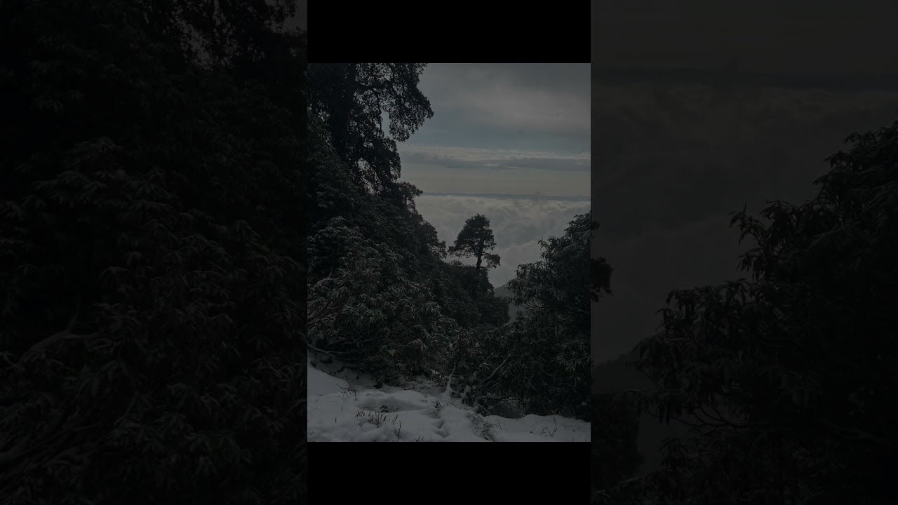 Triund Trek Guide - McLeod Ganj / Dharamshala #travel #triundtrek