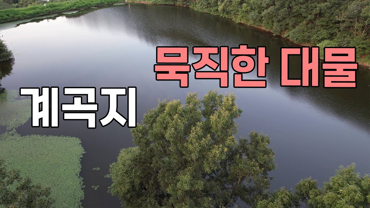 시원한 계곡지 묵직한 대물 붕어낚시