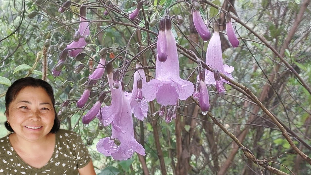 CHEGADA DA PRIMAVERA COM CHUVAS AQUI NA CHÁCARA VERDE MIDORI (Brasil)