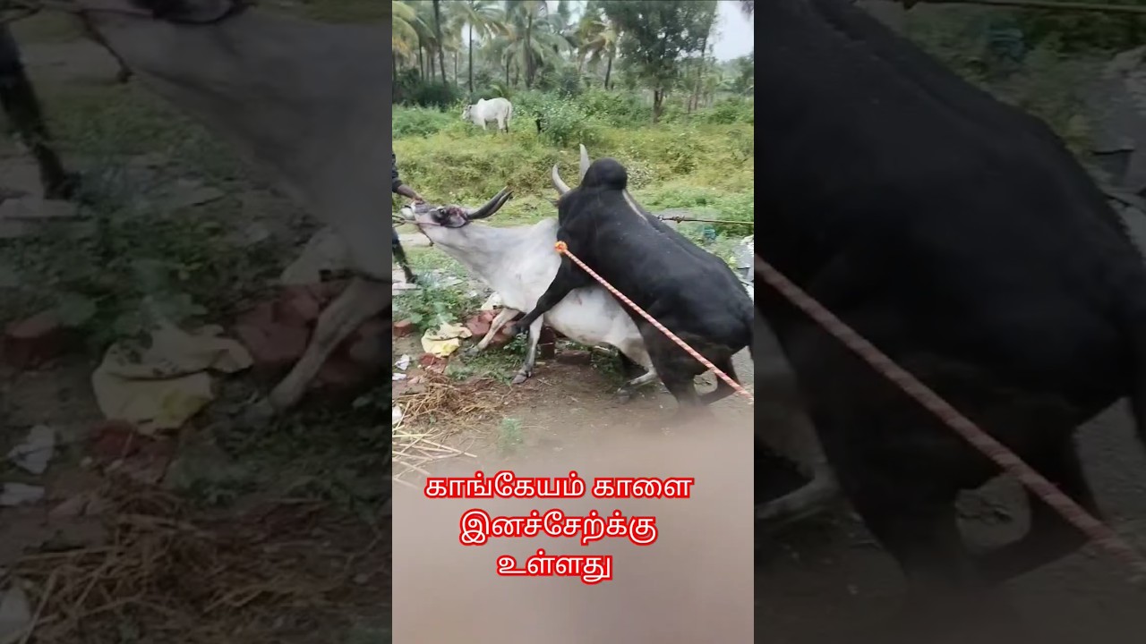 காங்கேயம் காளை இனச்சேற்க்கை | kangeyam Bull Matting #jallikattu2025 #shorts #jallikattu #kangeyam