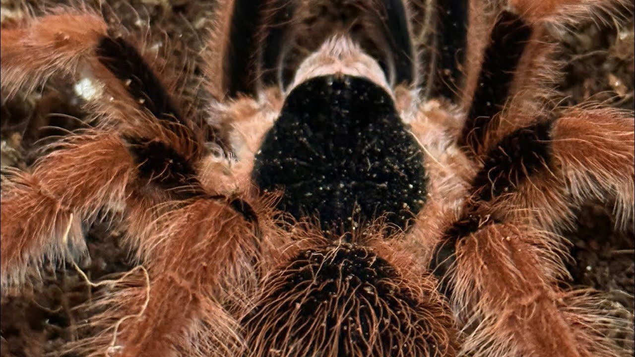 I just got my ultimate tarantula!! The Columbian giant red leg tarantula