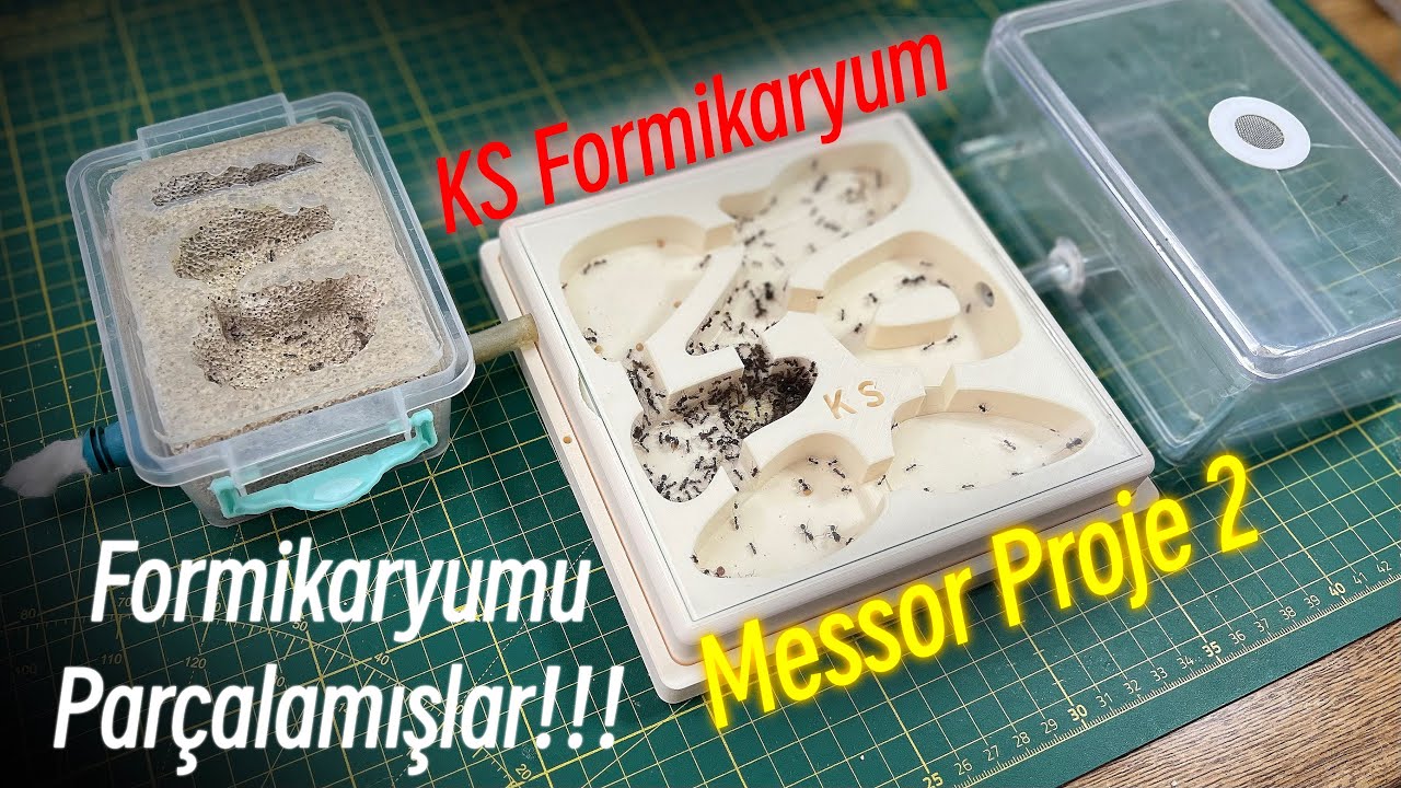 Formikaryumu Parçalamışlar !!! | Messor Proje 2 | Transfer | Günlük 2