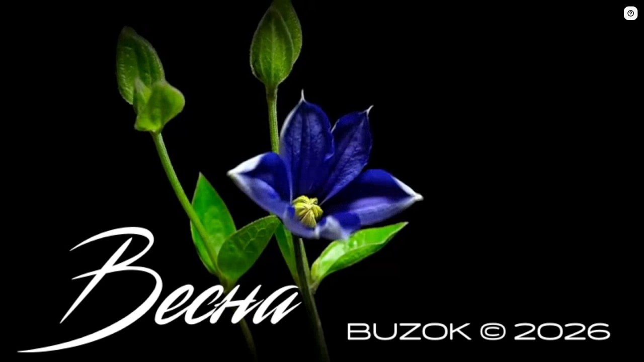 BUZOK - Весна (Never Boo 2026 Remix)