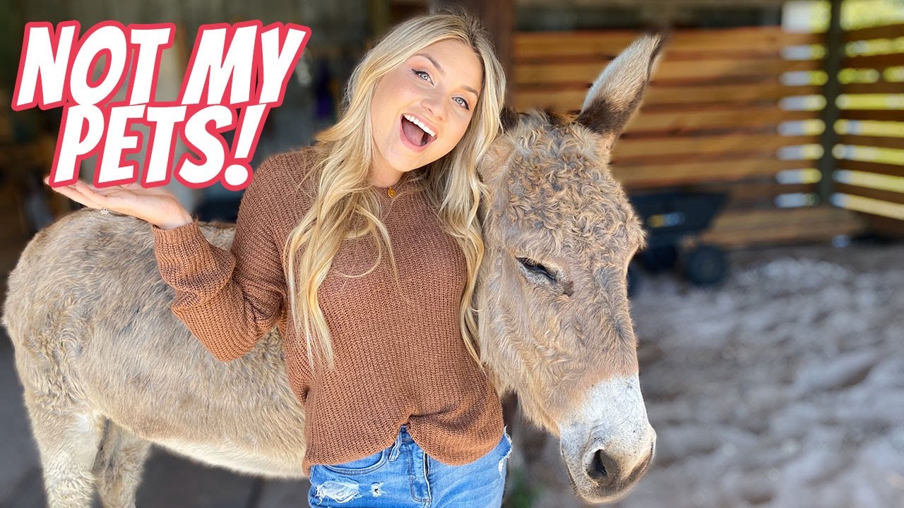 Feeding All My NEIGHBORS Pets In One Video!