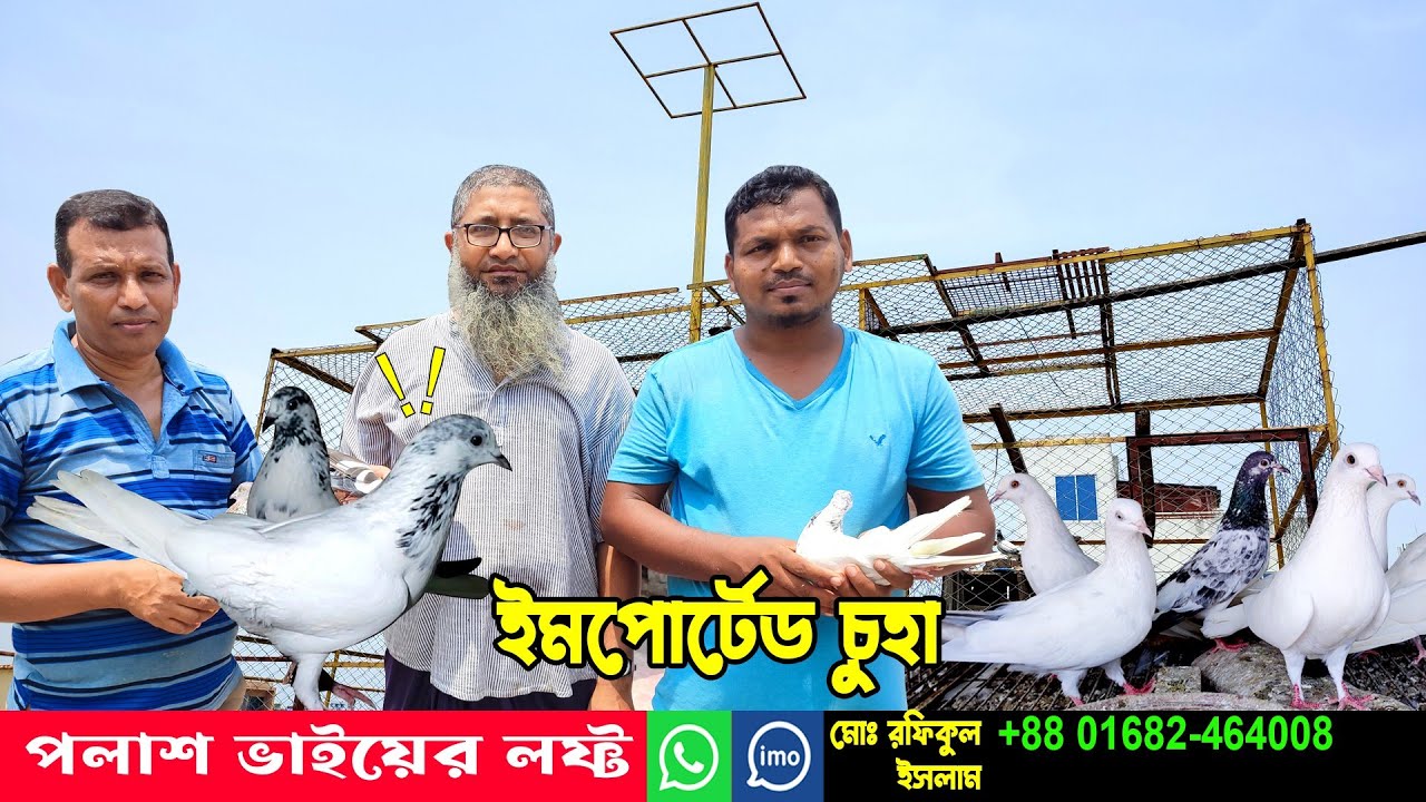 high flying pigeon Loft।। পুরাতন জাতের বিভিন্ন হাই ফ্লাইং কবুতর।। #pigeon