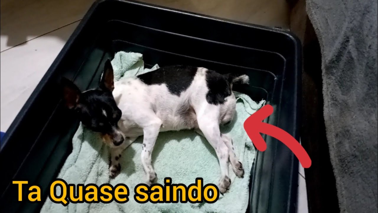 Parto da cachorrinha Luna nasceu  2 filhotes.