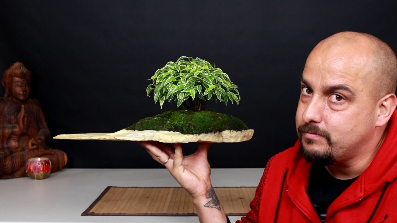 Minibosque Bonsai por menos de 2 euros!!!!