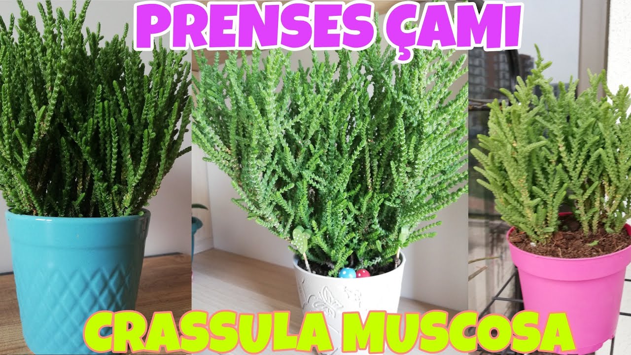 Prenses Çamı bakımı nasıl yapılır? Prenses Çamı nasıl çoğaltılır?