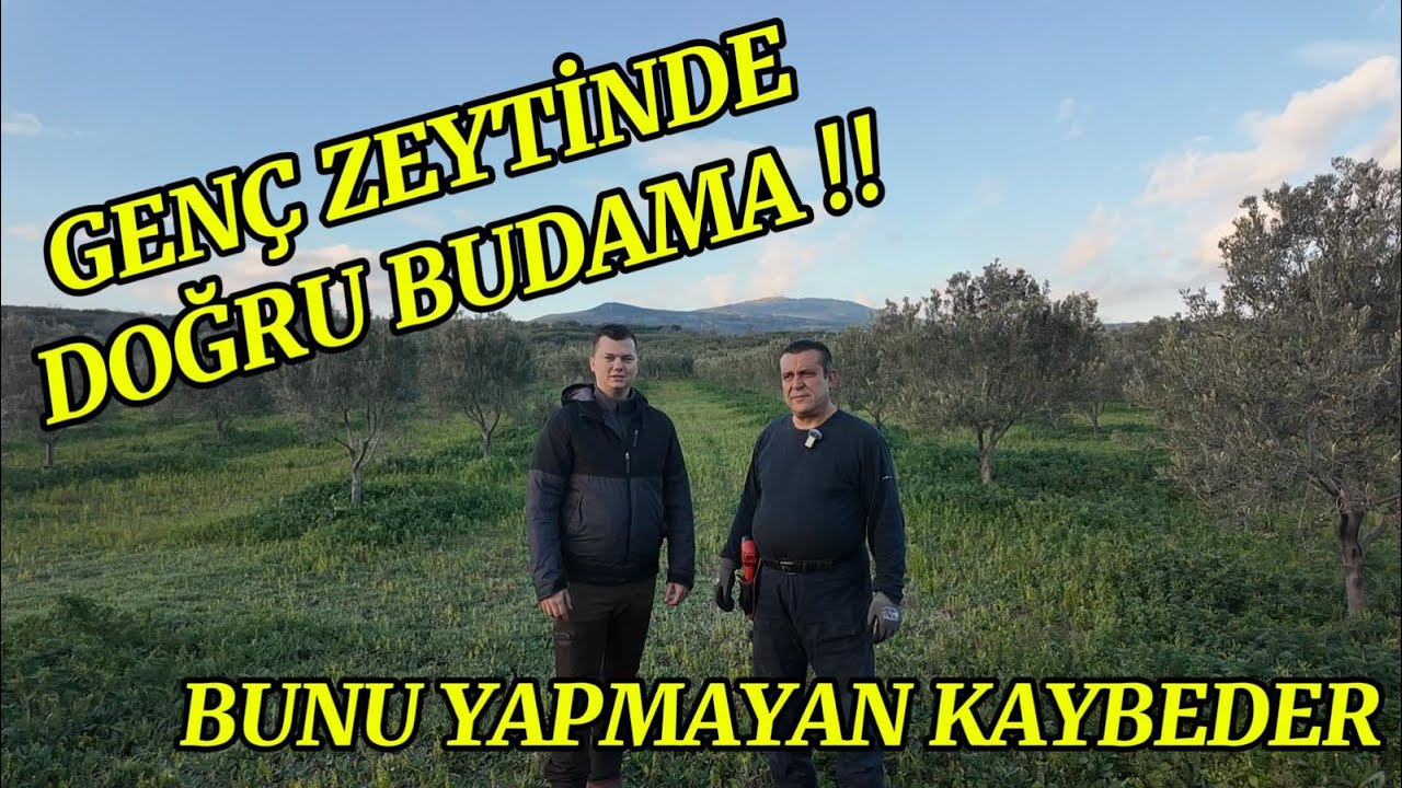 Genç Zeytinleri Böyle Budayan Kazanıyor !! I 5 Yaş Bahçede Canlı Uygulama